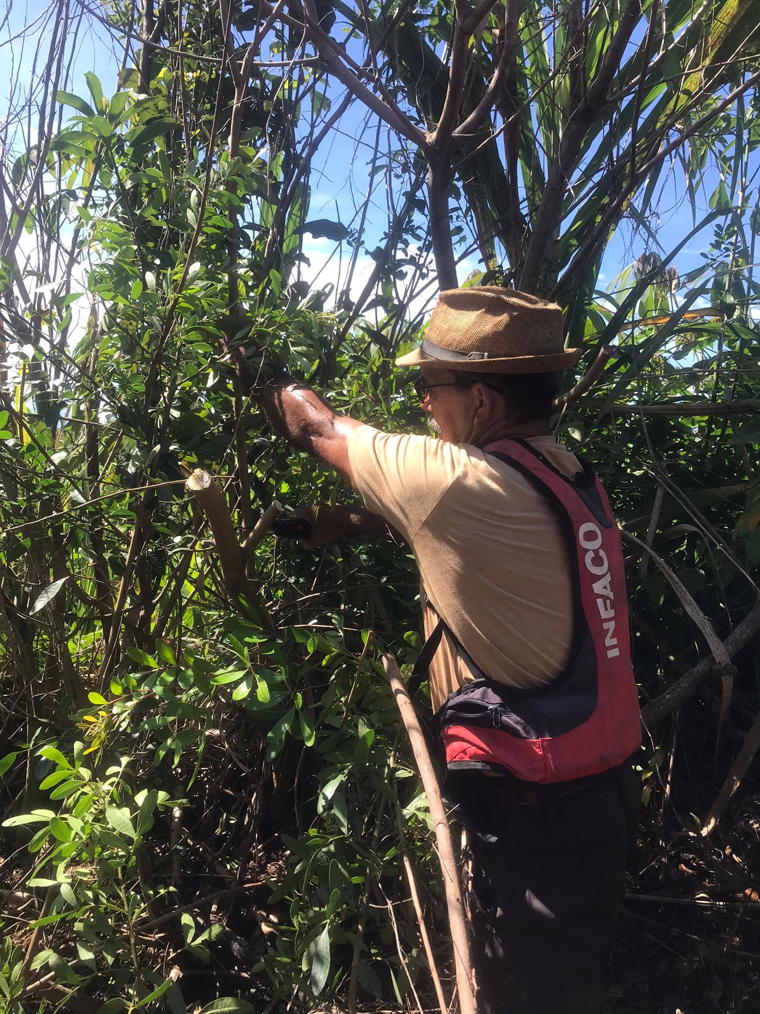 Henri Payet taillant ses arbres fruitiers