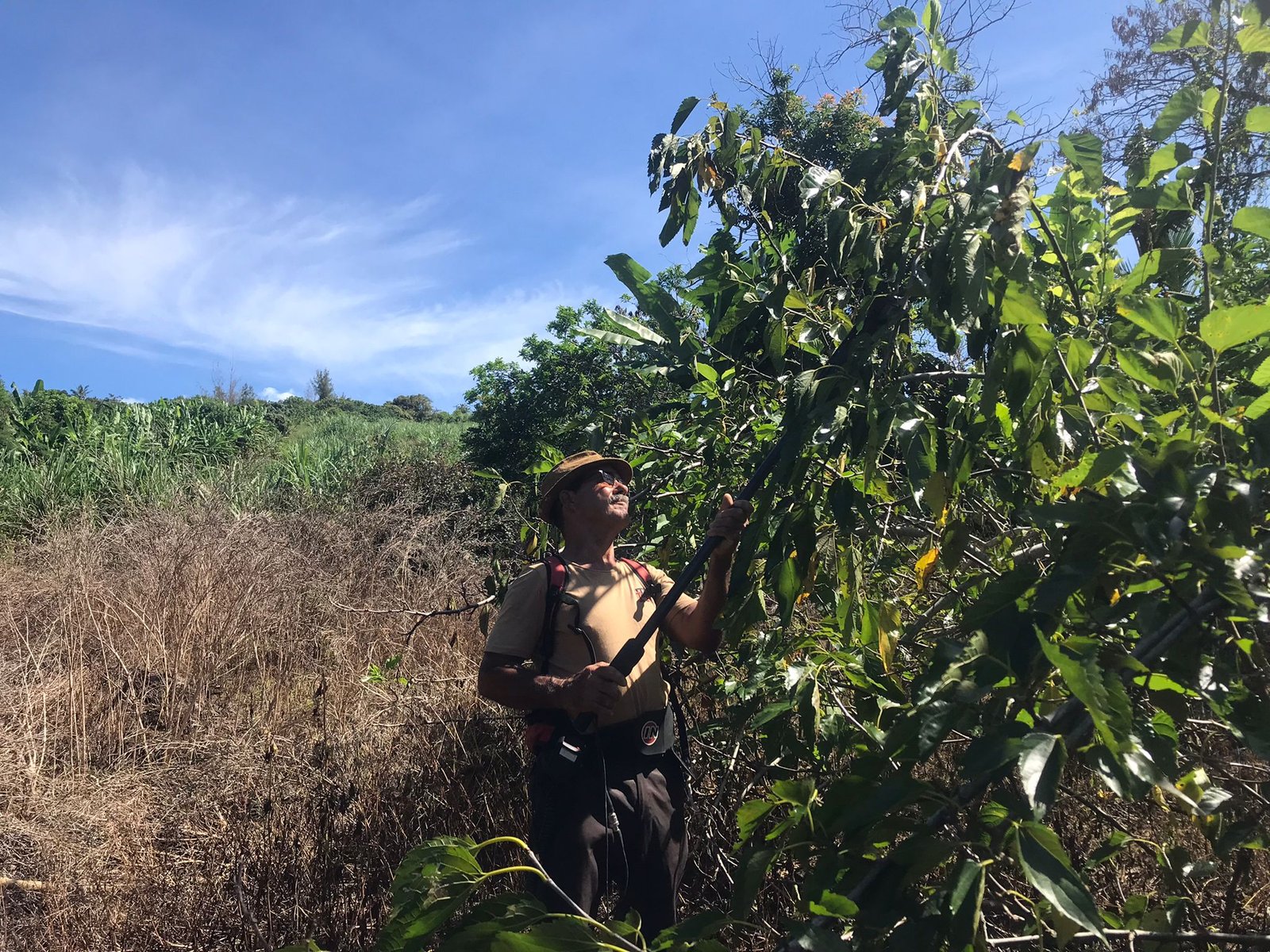 Henri Payet travaillant dans les arbres